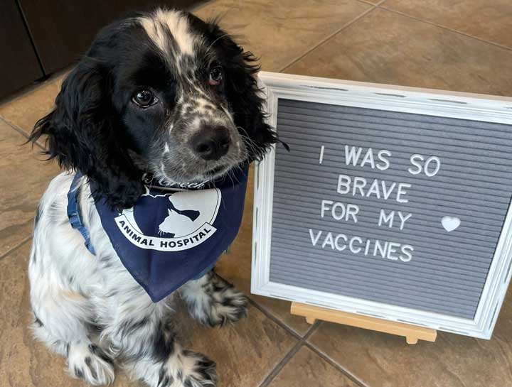 Dog Vaccines