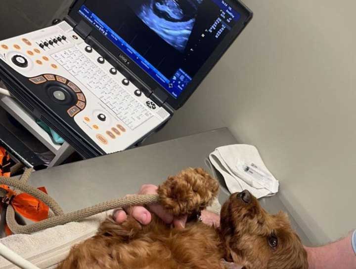 Pet Ultrasound